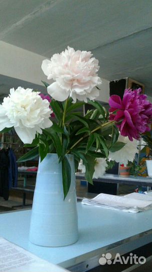 Излишки саженцев