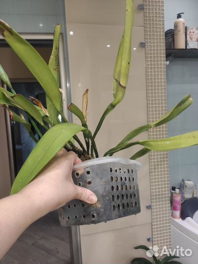 Орхидея каттлея