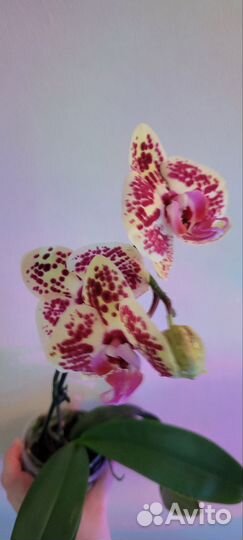 Орхидея фаленопсис