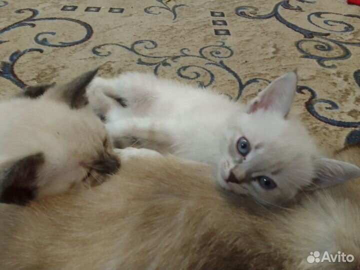 Тайские котята