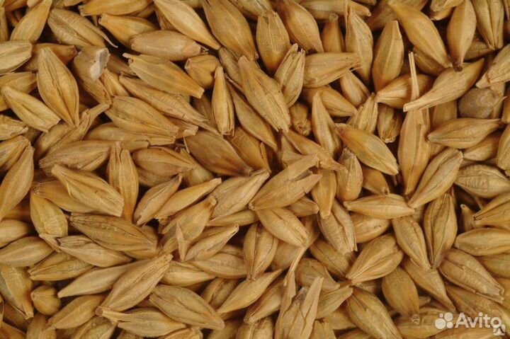 Ячмень сорт космос