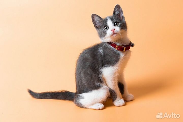 Котенок мальчик Тима