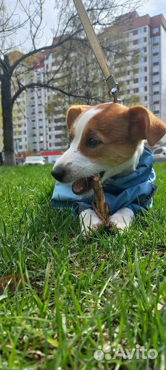 Кобель Джек Рассел Терьер для вязки