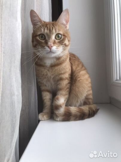 Рыжий кот Фокс