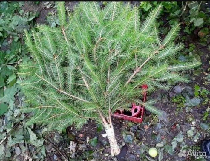 Еловые веники для бани