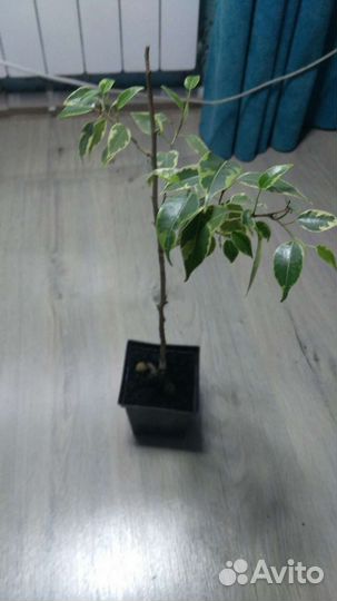 Кактус обезьяний хвост