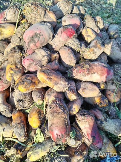 Кормовая свекла