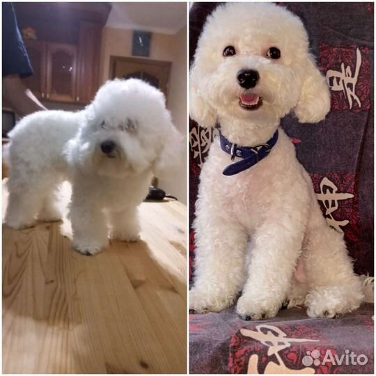 Стрижка собак и кошек (Грумер, Ветеринар)