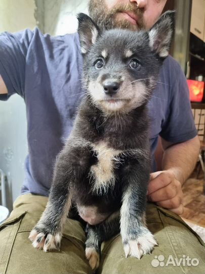 Щенки сибирской хаски Таштагол