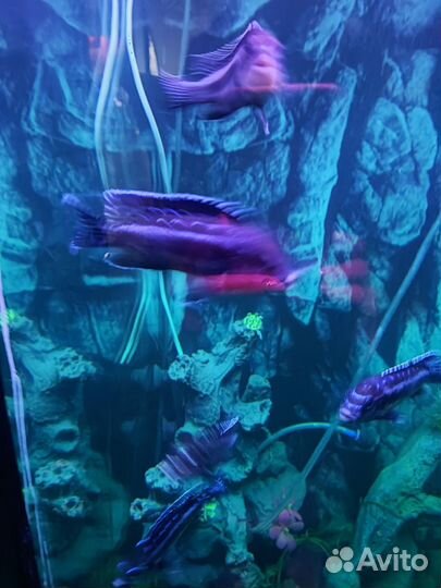 Аквариум с тумбой 180 литров