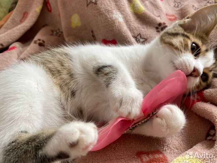 Котёнок девочка, 2 мес. в ответственные руки