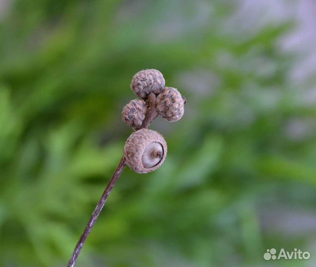 Желуди миниатюрные