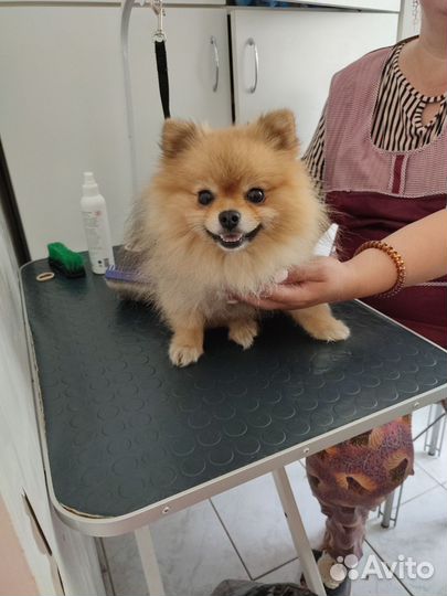 Груминг на дому у клиента