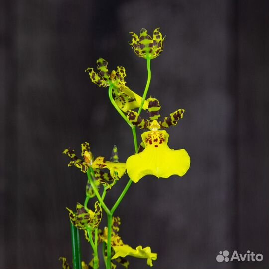 Орхидея Камбрия желтая