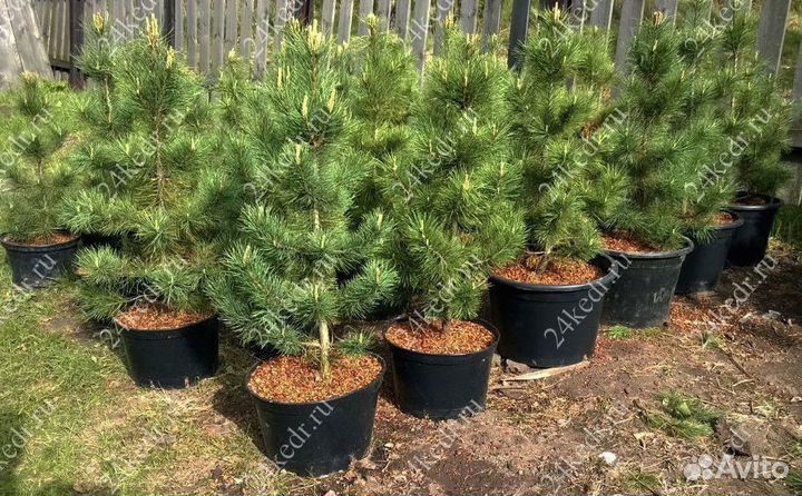 Саженцы кедра экстра класс