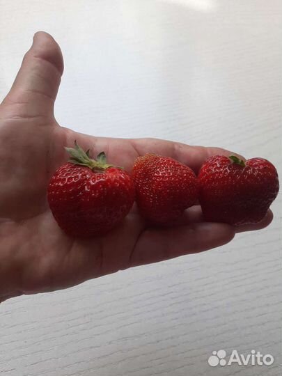 Рассада клубники оптом