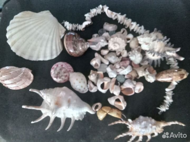 Морские ракушки раковины. Для аквариума