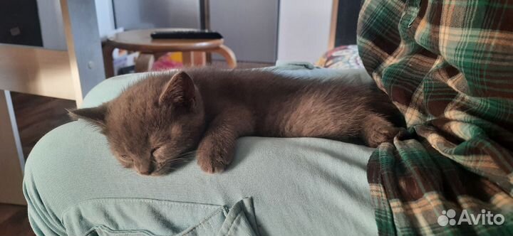 Милые котята