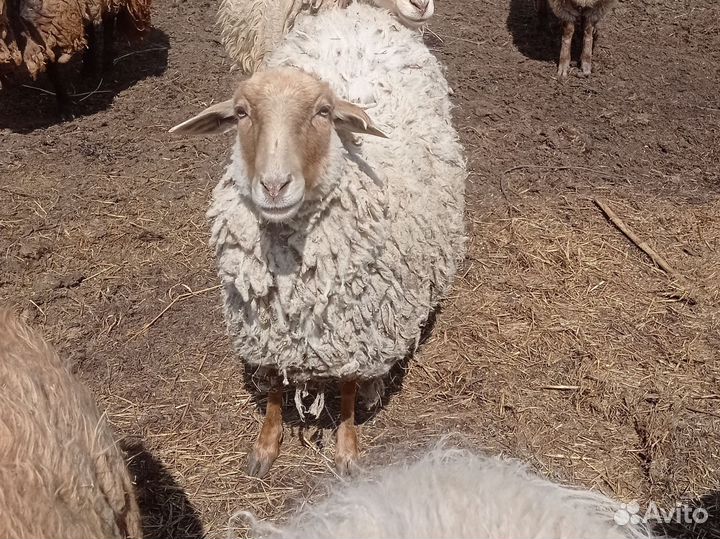 Овцы, ярочки