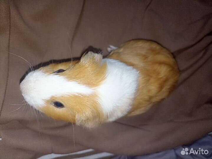 Морские свинки