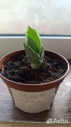 Сансевьера Ханни голд