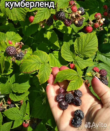 Малина чёрная Кумберленд, Желтая и Земляника безус