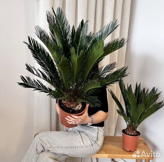 Пальма цикас
