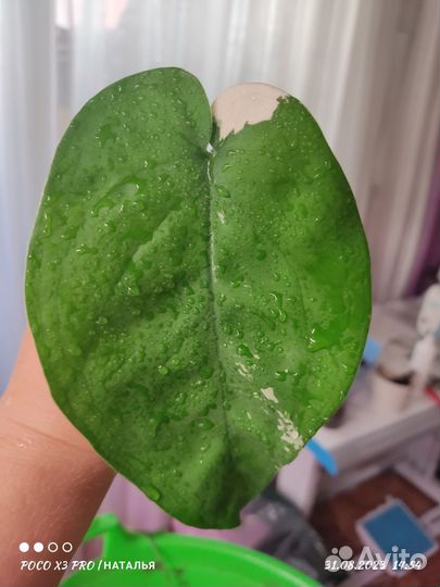 Сингониум чиапенсе