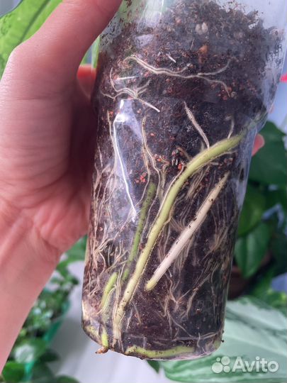 Диффенбахия, каллизия крибо