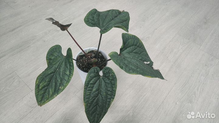 Антуриум сирих