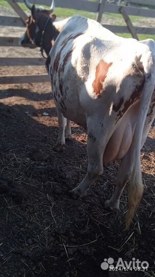 Мясомолочная Аиширская, Джерси