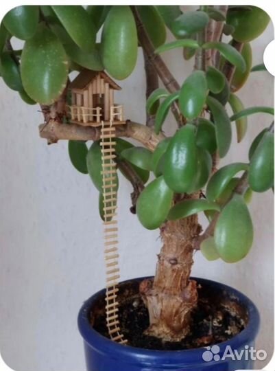 Толстянка крассула (денежное дерево)