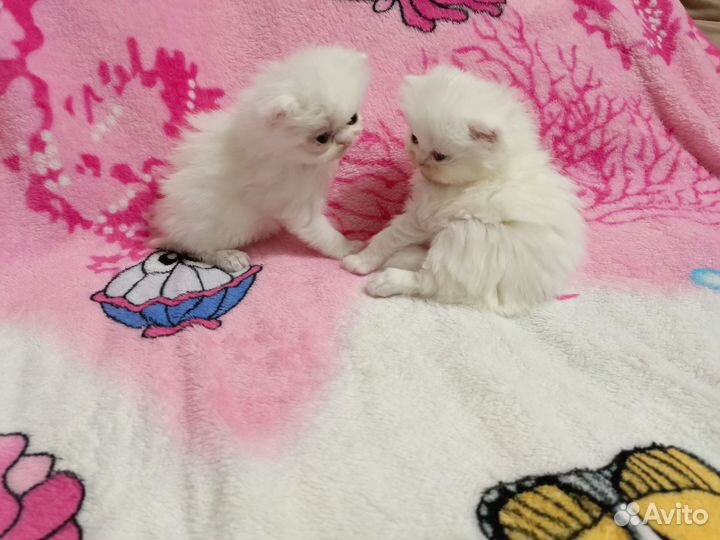 Персидские котята
