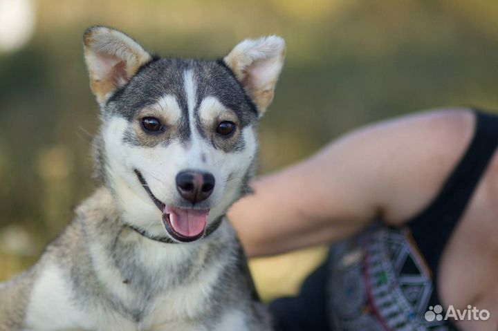 Маленька хаски