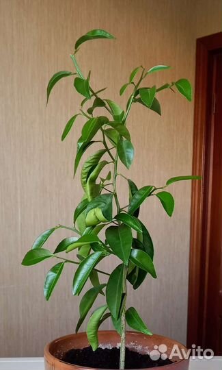 Мандариновое дерево