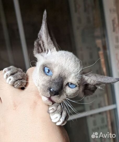 Петерболд Ориентальная