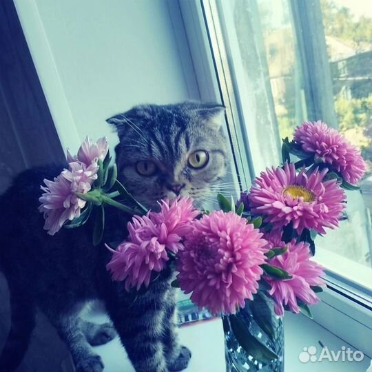 Отдам кошку