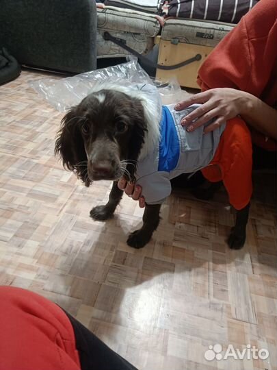 Комбинезон для собак