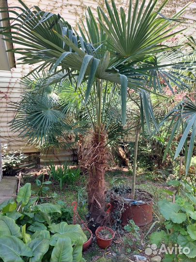 Отдам пальму
