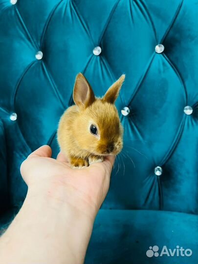 Кролики мини разные породы карликовые