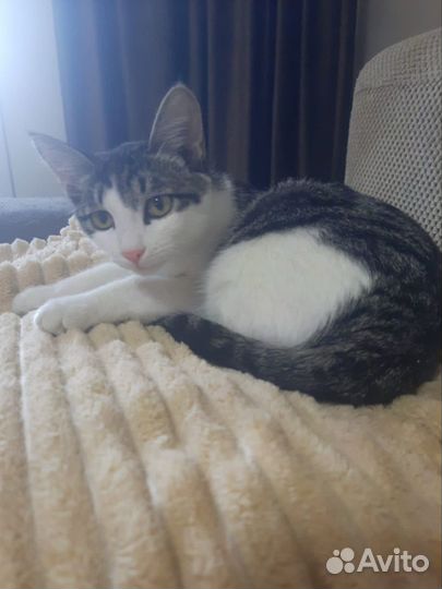 Отдам кота в добрые руки