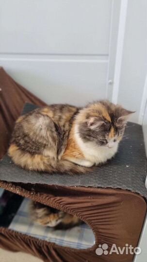 Котики бесплатно