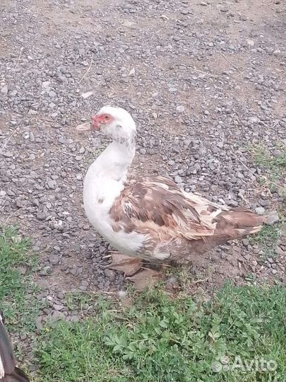 Мускусные утки