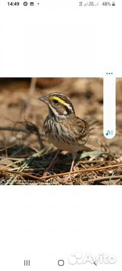 Певчие лесные птицы