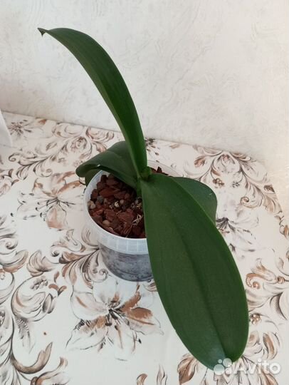 Орхидея фаленопсис