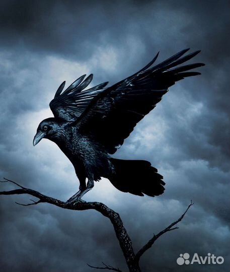 Гадание/Защита/Приворот/Обучение