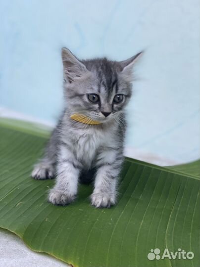 Котята (девочки)в добрые руки бесплатно