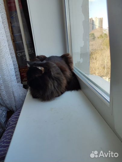 Кошка в дар