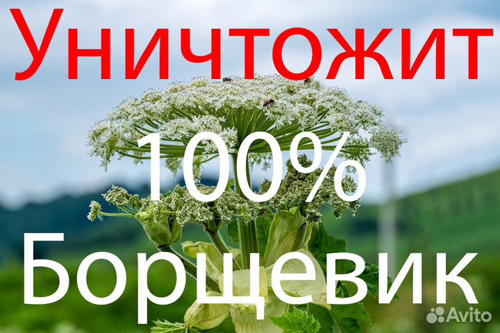 Магнум от борщевика