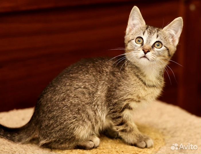 Принцесса Ёжа (5 месяцев) ищет дом